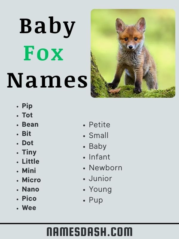 Baby Fox Names