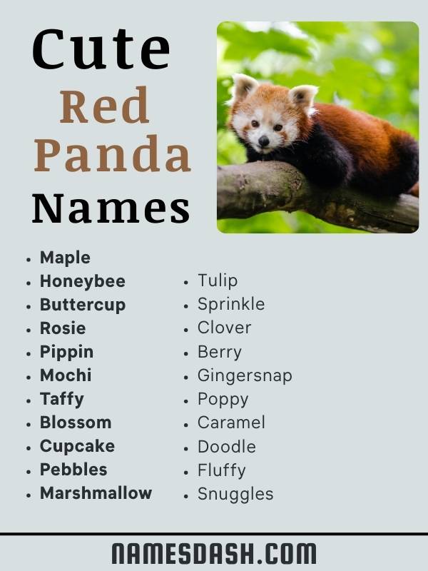 Cute Red Panda Names