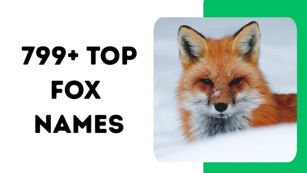 799+ Best Fox Names: Unique, Funny & Top Names for Foxes