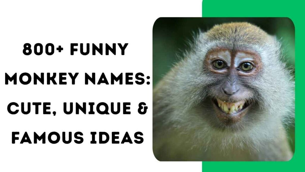 800+ Funny Monkey Names: Cute, Unique & Famous Ideas