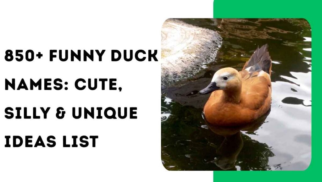 850+ Funny Duck Names Cute, Silly & Unique Ideas List