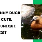 850+ Funny Duck Names: Cute, Silly & Unique Ideas List