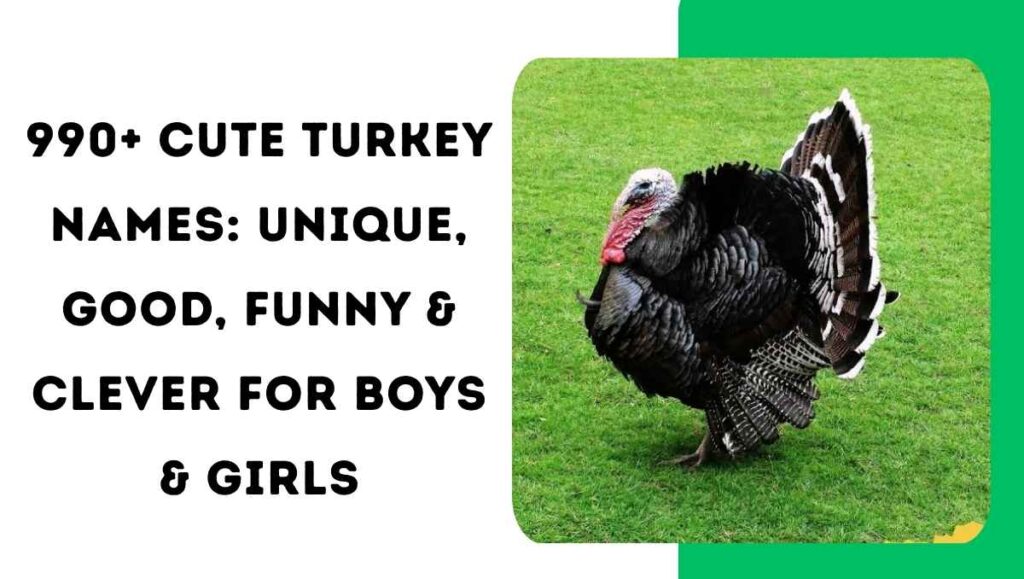 Turkey Names