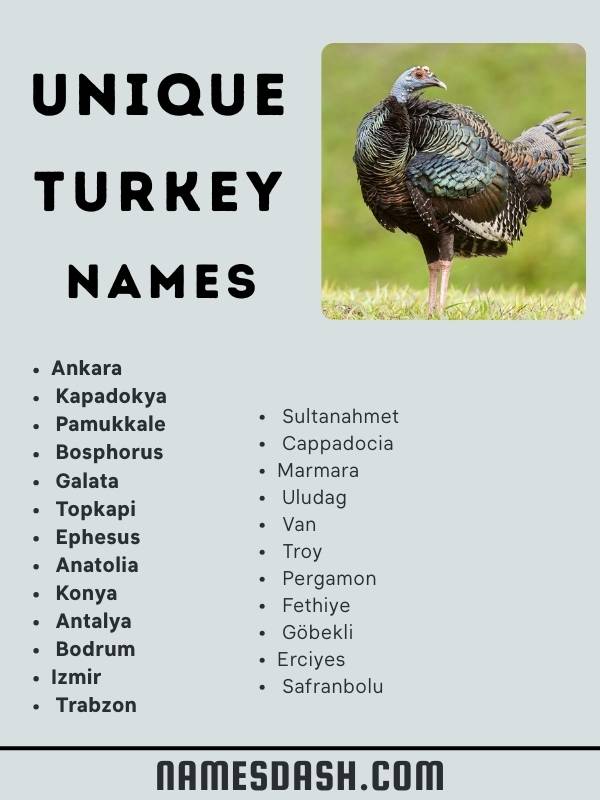 Unique Turkey Names