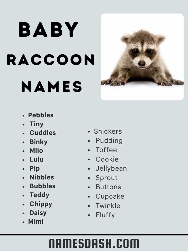 Baby Raccoon Names