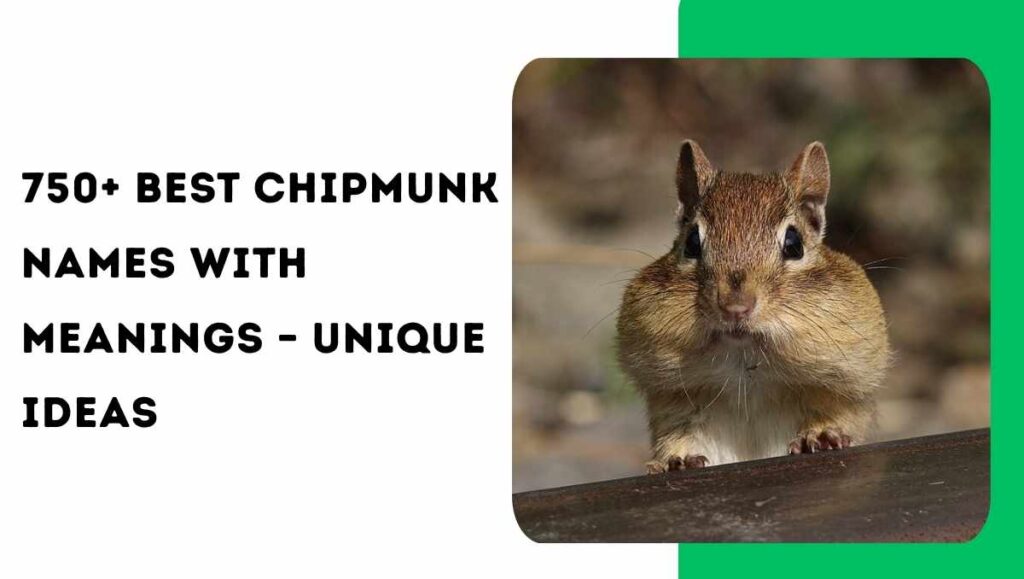 Chipmunk Names
