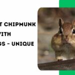 750+ Best Chipmunk Names with Meanings – Unique Ideas
