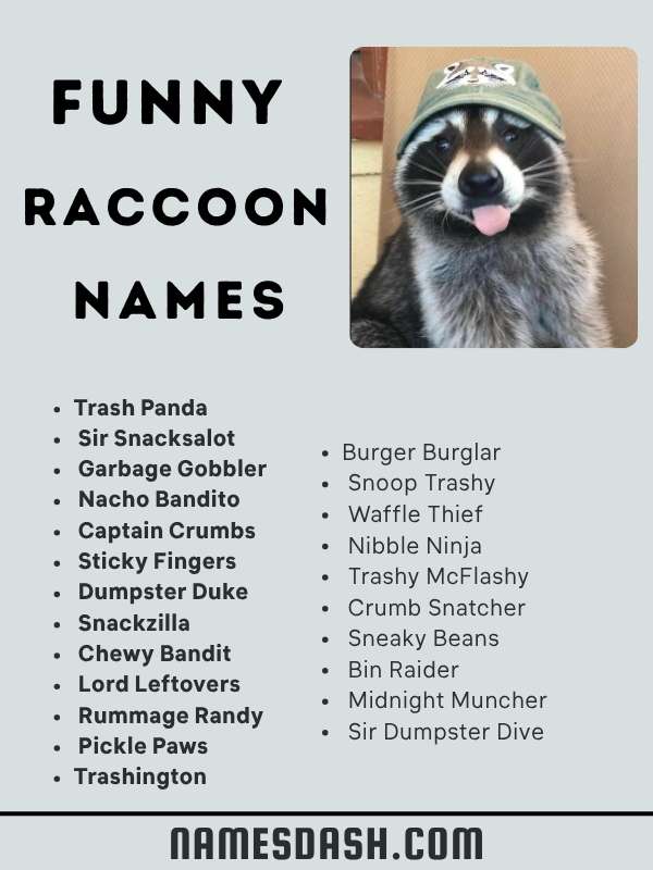 Funny Raccoon Names