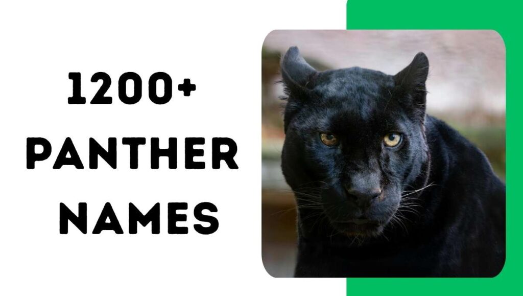 Panther Names