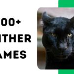 1200+ Panther Names: Powerful, Creative & Unique Ideas
