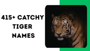 Tiger Names